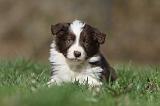 BORDER COLLIE 825